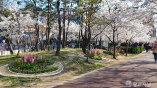 (사진) 기흥구 보정동 푸르네근린공원 꽃밭 모습.jpg