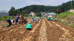 포곡읍 새마을회서 이웃돕기 감자 1200kg 수확을 하고 있다.jpg