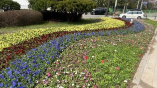 11. 처인구가 동부동 주민센터 앞 교통섬(사진) 등을 꽃으로 단장했다..jpg