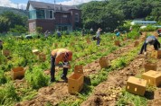 동천동 통장협의회, 어려운 이웃 돕기 위한 감자 수확