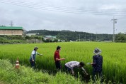 용인특례시, 고품질 백옥쌀 생산 위해 13억 5000만원 투입