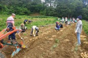 동천동, 어려운 이웃 돕기 위한 ‘사랑의 감자’ 수확