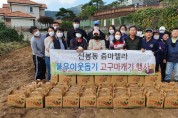 신봉동, 어려운 이웃 돕기 위한 고구마 수확 행사 열어
