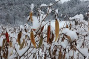 [포토뉴스] 평창군, 눈 오는 날 두환씨네 고추밭