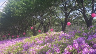 [포토뉴스]  평창 산불감시원, 대설에 분홍빛 봄길을 꿈꾸게 하다니....