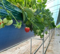 용인시, 딸기 농가에 수경재배 시설 지원