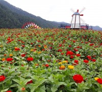 [포토뉴스] 평창강변, 백일홍 꽃밭의 '설레는 기다림'